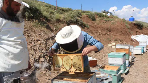 Bingölün tescilli balında hasat heyecanı başladı