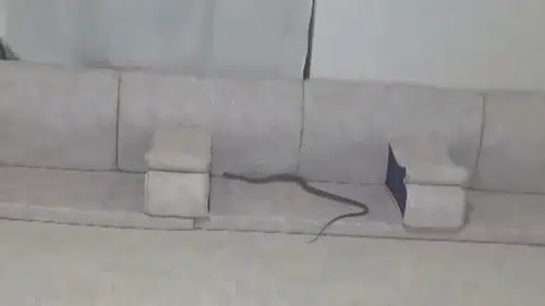 Hakkari Derecik’te misafir hazırlığı yapan ailenin evinde yılan paniği yaşandı