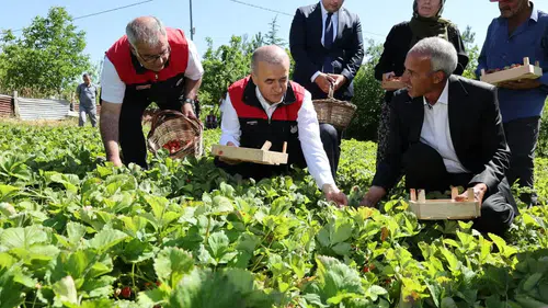 Elazığlı üreticilerle tarlaya giren Vali Hatipoğlu çilek topladı