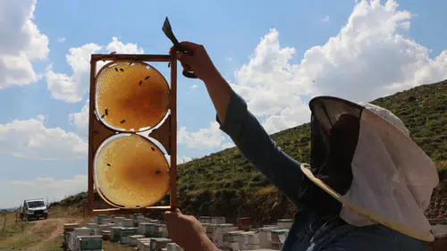 Bingöl Karlıova yaylalarında bal üreticileri hasat için gün sayıyor