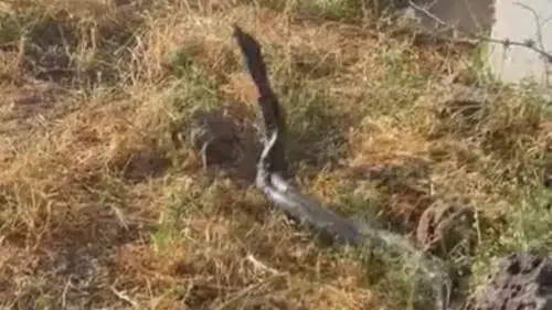 Diyarbakır Çınar kırsalında üç metre uzunluğundaki yılanlar görüntülendi