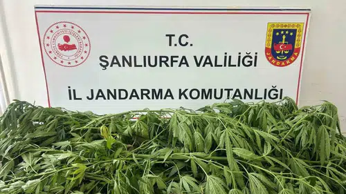 Suruç ilçesinde gerçekleştirilen operasyonda yasa dışı kenevir ekimi yapan kişi yakalandı