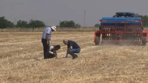 Şanlıurfa çiftçisi anız yakmadan tarladan daha fazla verim alıyor