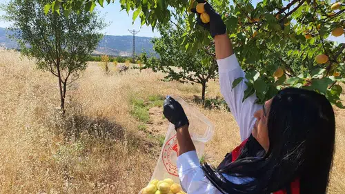 Elazığlı üreticilerin tarlalarında ilaç kalıntısı taraması yapılıyor