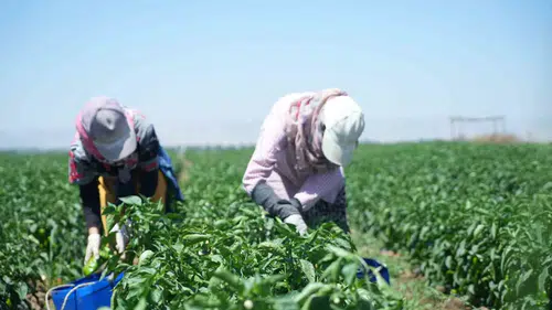 Muş Ovasında kavurucu sıcak altında biber hasadı telaşı başladı