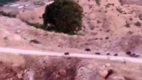 Çermik kırsalında yiyecek arayan domuz sürüsü kameralara yansıdı