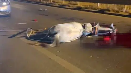 Birecik Köprüsü üzerinde at arabasına çarpan araç kazaya yol açtı
