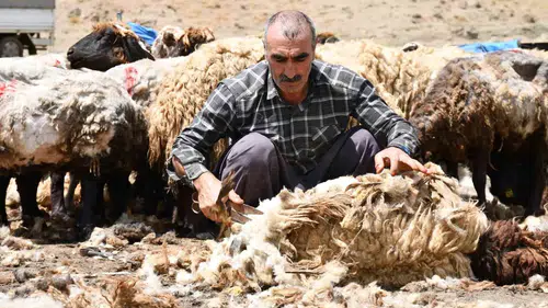 Şırnaklı besiciler yaz yaylaları öncesi koyun kırkma telaşına düştü