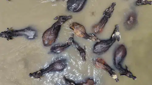 Muşta kavurucu sıcaklardan kaçan mandalar Karasu Nehrinde serinliyor