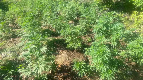 Bingöl Jandarmasından Bir Haftalık Operasyonla 42 Bin Kök Kenevir Yakalandı