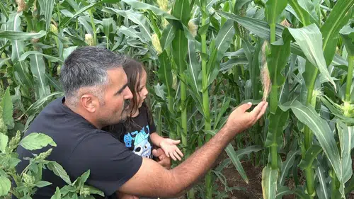 Rusya'dan köyüne dönen mühendis ata tohumunu 37 fidandan çoğalttı