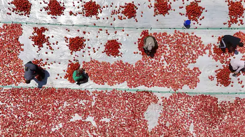 Karacadağ eteklerinde yetişen domatesler dünyanın mutfağına Diyarbakır sıcağıyla ulaşıyor