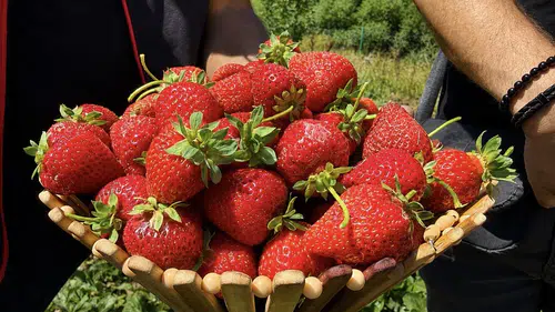 Ağrı toprakları çilek üretimiyle kazanç kapısına dönüştü
