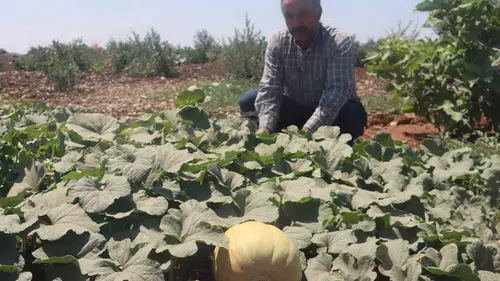 Şanlıurfa Karaköprüde yüzyıllık ata tohumu hasadı başladı