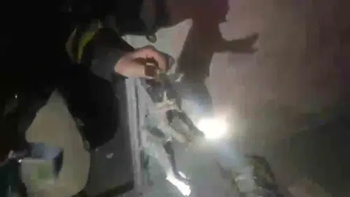 Şanlıurfa'da bodrum katındaki yangından iki yavru kedi sağ çıkarıldı