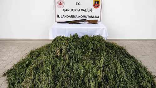 Bozova ilçesinde düzenlenen operasyonda 610 kök kenevir bulundu