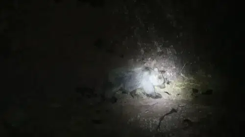Tunceli ormanlarında yaban domuzu ve boz ayı gece vakti yan yana geldi