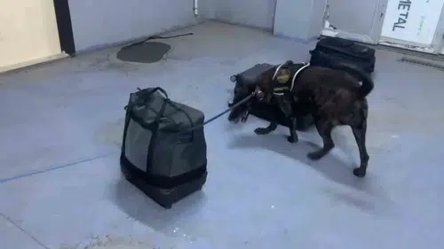 Şırnak Silopi'de Kıyafetlerin İçine Gizlenmiş Uyuşturucu Sevkiyatı Yakalandı
