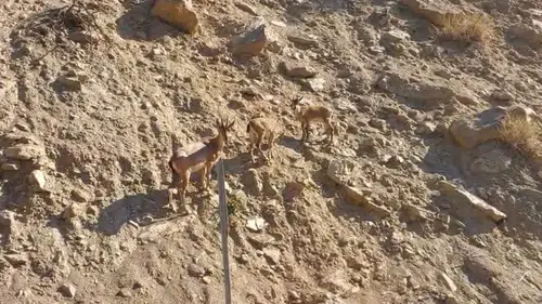 Tunceli Ovacık yolunda nadir görülen dağ keçileri objektiflere yansıdı