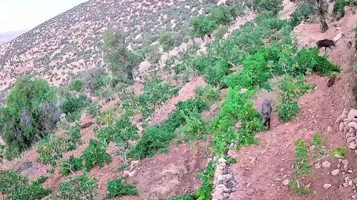 Gercüş köyünde yaban domuzları fıstık ve üzüm bağlarını talan etti