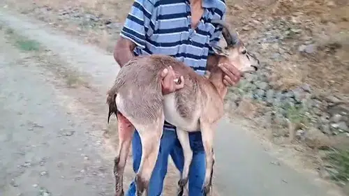 Elazığ’da yaralanan dağ keçisini kucağında taşıyarak kurtardı