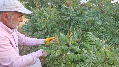 Elazığ yamaçlarında yetişen sumak hasadıyla çiftçilerin yüzü gülüyor