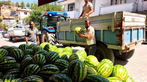 Çemişgezek üreticisinin gözbebeği Hıdıroz Karpuzu tezgahlara lezzet kattı