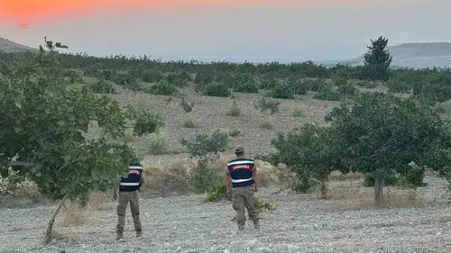Şanlıurfalı fıstık üreticilerinin hasat mesaisinde jandarma koruması devrede