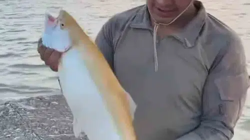 Keban Barajı'nda oltaya takılan nadir sarı alabalık şaşkınlık yarattı
