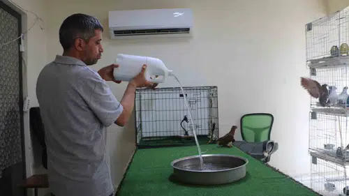 Diyarbakırda altın değerindeki güvercinler klimalı odalarda serinliyor