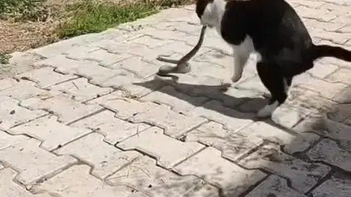 Elazığ sokaklarında kedi ve yılanın beklenmedik karşılaşması kayıt altına alındı