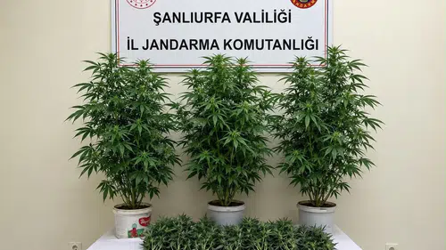 Şanlıurfa Bozova jandarma operasyonunda kenevir bitkileri yakalandı