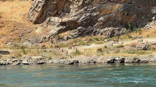 Elazığ kırsalında dağ keçileri Peri Çayı kıyısında kameralara yansıdı