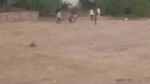 İpinden kurtulan inek sahibine boynuzuyla saldırdı
