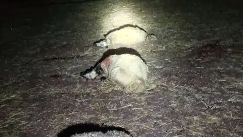 Çınar'da gece yağışı ağıla yıldırım düşürdü