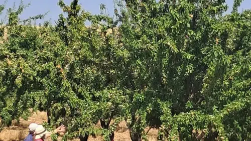 Ağın'da badem üreticilerine yerinde hastalık ve bakım uyarısı