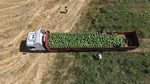 Muş Ovasında karpuz bereketi 2 milyar lirayı aşan gelir getirecek