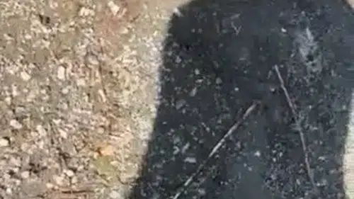 Elazığ Hazar Gölü kıyısında yılanlı şaka kameraya yansıdı