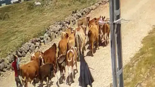 Ağrı'da çalınan hayvanların bir kısmı Doğubayazıt kırsalında bulundu