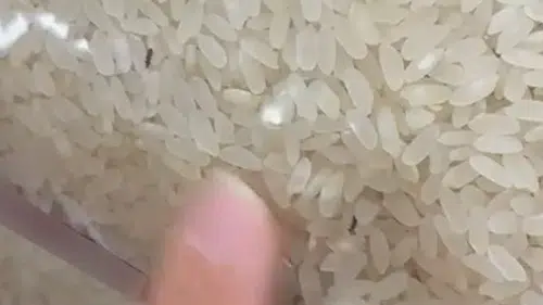 Elazığ’da marketten alınan pirinç paketinden böcekler çıktı
