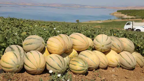 Elazığ topraklarında yaz bereketi başladı ve kavun hasadı için düğmeye basıldı