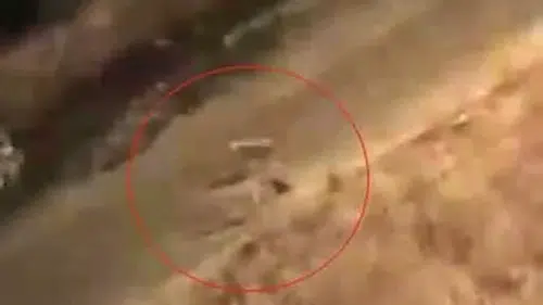 Siirt Baykan sokaklarında köpekle kedi arasında yaşanan acı olay görüntülendi