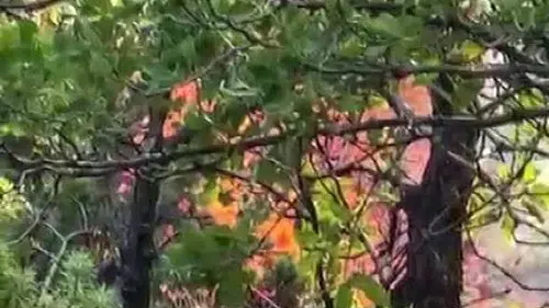Dicle ve Hani arasındaki ormanlık alanda yangın büyüyor