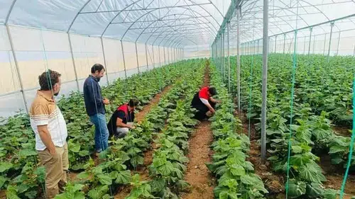 Cizre'de çiftçilere sera denetimi ve teknik destek eğitimi verildi