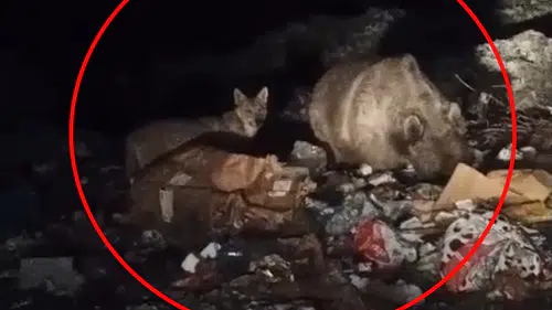 Bingöl'de ayı ve kurtlar yerleşim yerlerine kadar indi