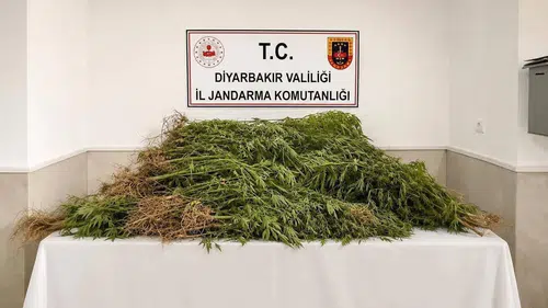 Diyarbakır'da jandarma ekipleri binlerce kök kenevir ele geçirdi