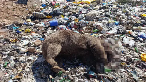Bingöl Kiğı'da üç bozayı silahla vurularak öldürülmüş halde bulundu