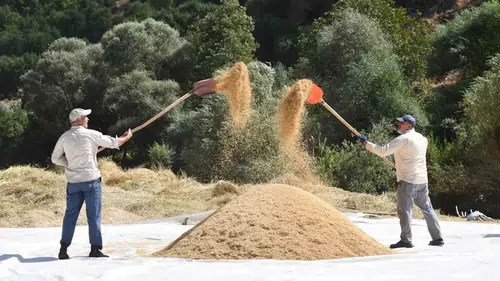 Bitlis'te yüzyıllık gelenekle Şeyhciman pirinci hasadı başladı