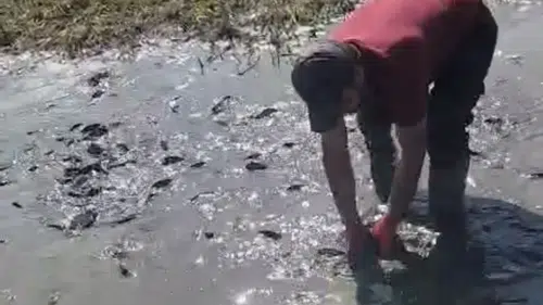 Yüksekova'da kuruyan derelerdeki balıklar için seferberlik başlatıldı