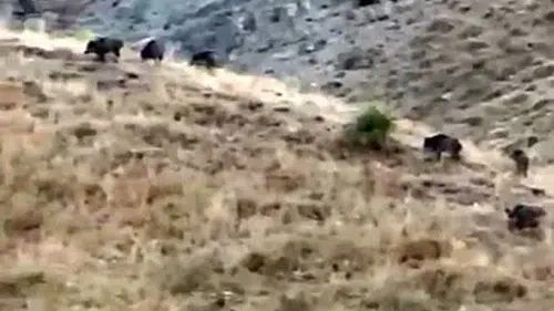 Hakkari'de hasat öncesi domuz istilası üreticiyi çaresiz bıraktı